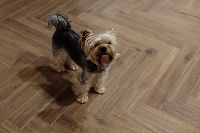 Premium solid wood flooring installation on modern home